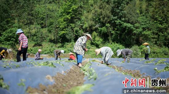 村民们分工协作忙着移栽红薯苗。邹磊 摄 村民们分工协作忙着移栽红薯苗。邹磊 摄
