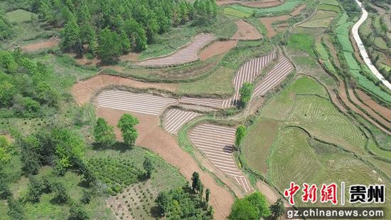 西瓜种植基地。吴钰莹 摄 西瓜种植基地。吴钰莹 摄