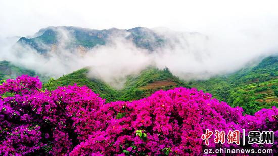 水城区倮么村三角梅盛开引客来 水城区倮么村三角梅盛开引客来