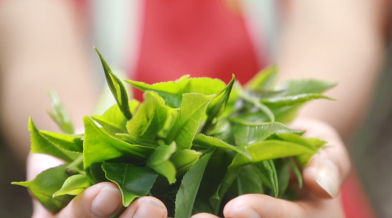 姑辽茶。图源：魅力扶绥