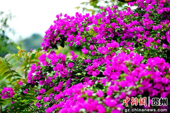 水城区倮么村三角梅盛开引客来 水城区倮么村三角梅盛开引客来