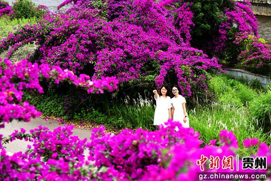 水城区倮么村三角梅盛开引客来 水城区倮么村三角梅盛开引客来