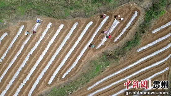 覆膜。吴钰莹 摄 覆膜。吴钰莹 摄