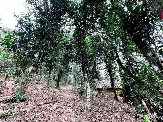 姑辽古茶树。海燕 摄