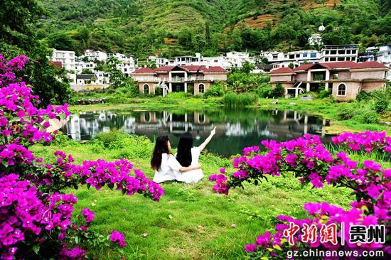 水城区倮么村三角梅盛开引客来 水城区倮么村三角梅盛开引客来