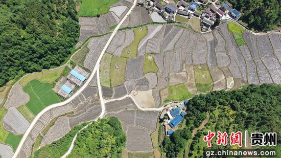 航拍岑巩县平庄镇包东村红薯种植基地。邹磊 摄 航拍岑巩县平庄镇包东村红薯种植基地。邹磊 摄