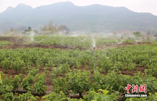 图为智慧水肥一体化灌溉设备正在对连片的桑树进行喷灌作业。忻城县融媒体中心供图