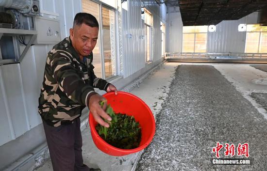 图为民众在给蚕喂桑叶。蒋雪林 摄