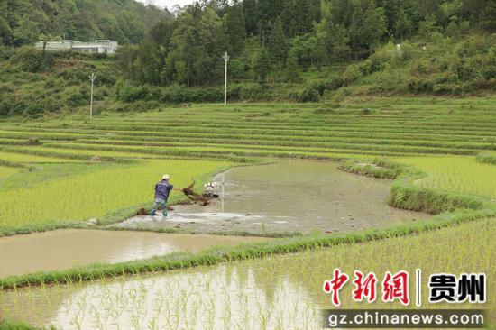 村民正在播撒农家肥 村民正在播撒农家肥