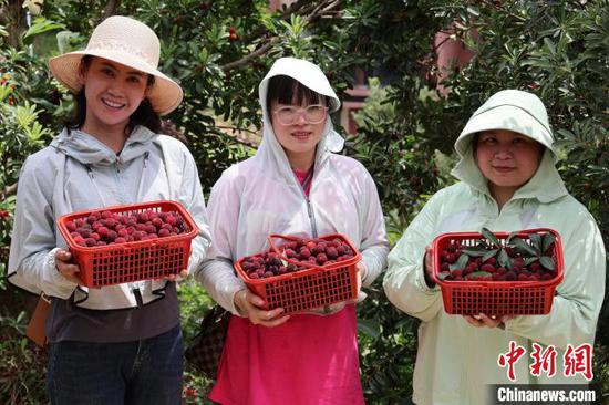 6月1日，游客在贵州省罗甸县边阳镇兴阳家园杨梅采摘园展示自己采摘的杨梅。正值端午假期第二日，贵州省黔南布依族苗族自治州罗甸县边阳镇举行第五届杨梅采摘节，吸引了大量游客体验采摘乐趣。刘美伶 摄