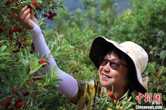6月1日，游客在贵州省罗甸县边阳镇兴阳家园杨梅采摘园采摘杨梅。正值端午假期第二日，贵州省黔南布依族苗族自治州罗甸县边阳镇举行第五届杨梅采摘节，吸引了大量游客体验采摘乐趣。刘美伶 摄