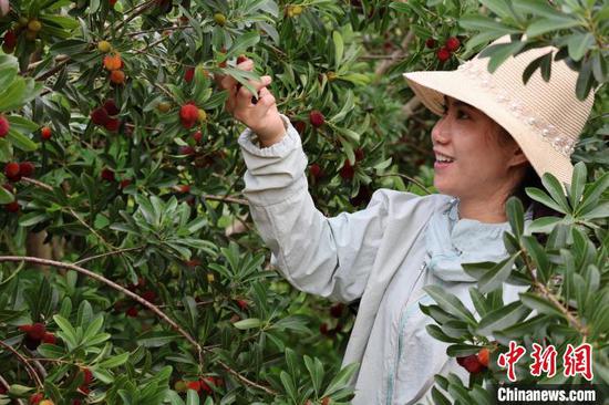 6月1日，游客在贵州省罗甸县边阳镇兴阳家园杨梅采摘园采摘杨梅。正值端午假期第二日，贵州省黔南布依族苗族自治州罗甸县边阳镇举行第五届杨梅采摘节，吸引了大量游客体验采摘乐趣。刘美伶 摄