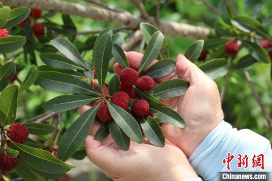 6月1日，贵州省罗甸县边阳镇兴阳家园杨梅采摘园里的杨梅。正值端午假期第二日，贵州省黔南布依族苗族自治州罗甸县边阳镇举行第五届杨梅采摘节，吸引了大量游客体验采摘乐趣。刘美伶 摄