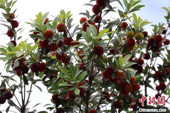 6月1日，贵州省罗甸县边阳镇兴阳家园杨梅采摘园里的杨梅挂满枝头。正值端午假期第二日，贵州省黔南布依族苗族自治州罗甸县边阳镇举行第五届杨梅采摘节，吸引了大量游客体验采摘乐趣。刘美伶 摄