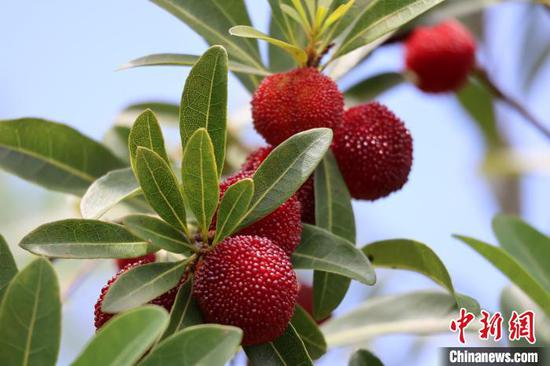 6月1日，贵州省罗甸县边阳镇兴阳家园杨梅采摘园里的杨梅挂满枝头。正值端午假期第二日，贵州省黔南布依族苗族自治州罗甸县边阳镇举行第五届杨梅采摘节，吸引了大量游客体验采摘乐趣。刘美伶 摄