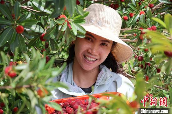 6月1日，游客在贵州省罗甸县边阳镇兴阳家园杨梅采摘园展示自己采摘的杨梅。正值端午假期第二日，贵州省黔南布依族苗族自治州罗甸县边阳镇举行第五届杨梅采摘节，吸引了大量游客体验采摘乐趣。刘美伶 摄