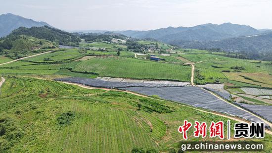 平庄镇后坪村大力发展黄精种植产业。邹磊 摄 平庄镇后坪村大力发展黄精种植产业。邹磊 摄