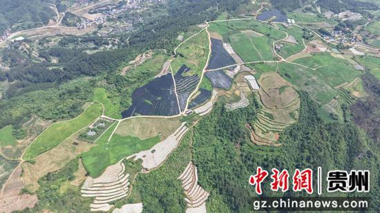 航拍岑巩县平庄镇后坪村千亩黄精产业园。邹磊 摄 航拍岑巩县平庄镇后坪村千亩黄精产业园。邹磊 摄