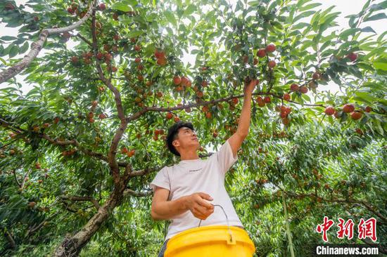 时下，位于贵州省毕节市威宁彝族回族苗族自治县龙场镇树舍社区的油桃进入收获季，村民们穿梭在田间地头采摘、搬运、分装油桃，以供应市场需求。图为村民在采收成熟的油桃。 罗大富 摄