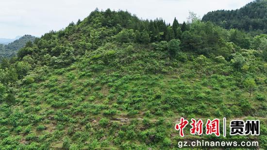 岑巩县羊桥土家族乡杨柳村桃子种植基地一隅。陈昆 摄