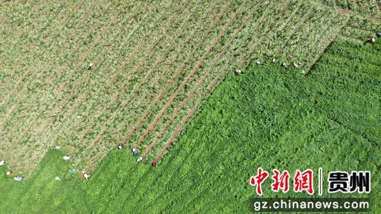 村民们在给黄精除草。邹磊 摄 村民们在给黄精除草。邹磊 摄