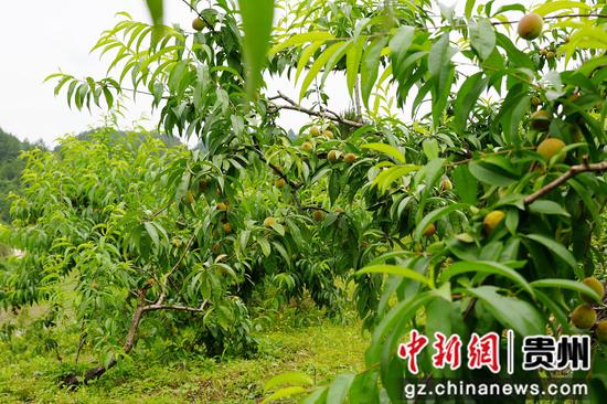 基地水蜜桃挂满枝头。周燕 摄