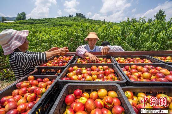 图为村民把装车的油桃进行分拣。罗大富 摄