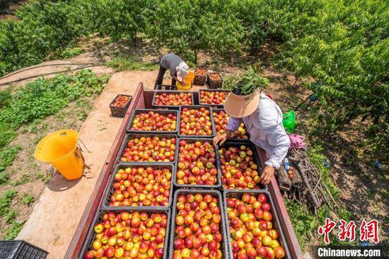 图为村民把装车的油桃进行分拣。罗大富 摄