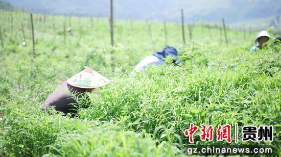 村民们正忙着给黄精除草。邹磊 摄 村民们正忙着给黄精除草。邹磊 摄