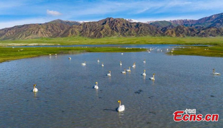 Wild swans flock to the Bayanbulak National Nature Reserve for nesting, Xinjiang Uyghur Autonomous Region. (Photo/China News Service) Wild swans flock to the Bayanbulak National Nature Reserve for nesting, Xinjiang Uyghur Autonomous Region. (Photo/China News Service)