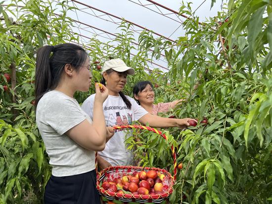 游客正在采摘桃子