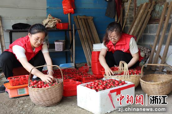 志愿者对小番茄进行称重和分装。胡子裕 供图。