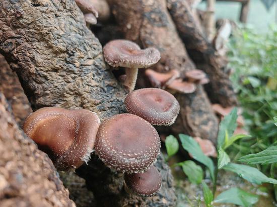 菌棒上,马桑菌蓬勃生长。谢永恒 摄 菌棒上,马桑菌蓬勃生长。谢永恒 摄