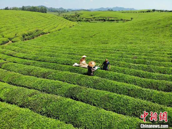 图为6月12日，茶农在贵州省遵义市湄潭县永兴镇境内的“中国茶海”景区管护茶园。(无人机照片) 石小杰 摄