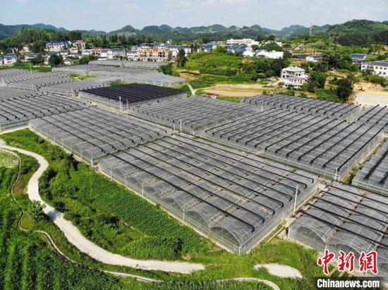 如今，“荒茅田”成长蝶变为“找得到乡愁”的花茂村，一栋栋白墙青瓦的黔北民居在车道旁次第舒展，乡村公路上车流络绎不绝，花茂村也先后荣获中国红色旅游最美红村、中国美丽休闲村、全国乡村旅游重点村等称号。图为6月12日，航拍贵州省遵义市播州区花茂村九丰蔬菜大棚。石小杰 摄