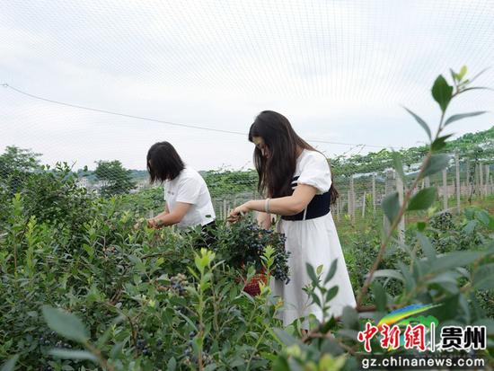 松桃蓝莓成熟满枝头 松桃蓝莓成熟满枝头