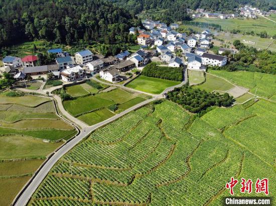 截至2024年，村民人均可支配收入为27454元，村级集体经济积累突破1400多万元。图为6月12日，航拍贵州省遵义市播州区花茂村田园风光美如画。石小杰 摄