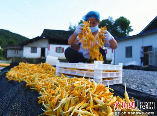 村民在晾晒黄花菜。万再祥 摄