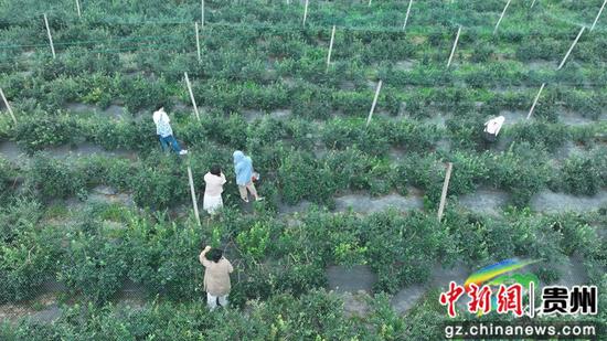 龙孟萍 戴刚 石玲嘉 龙孟萍 戴刚 石玲嘉