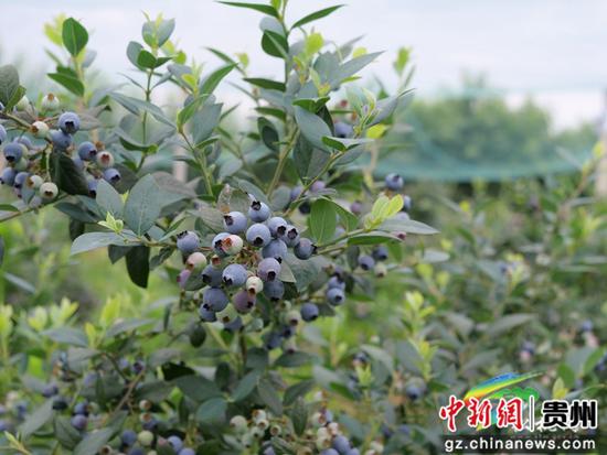 松桃蓝莓成熟满枝头 松桃蓝莓成熟满枝头