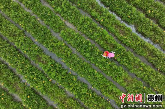 村民在采收黄花菜。万再祥 摄