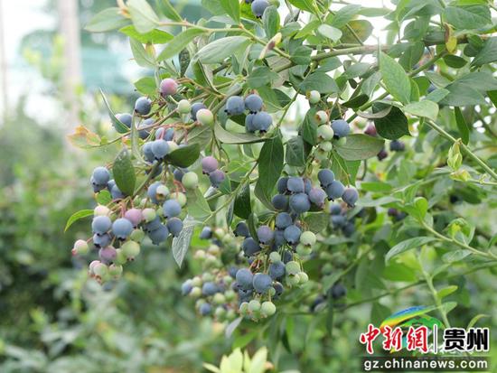 松桃蓝莓成熟满枝头 松桃蓝莓成熟满枝头