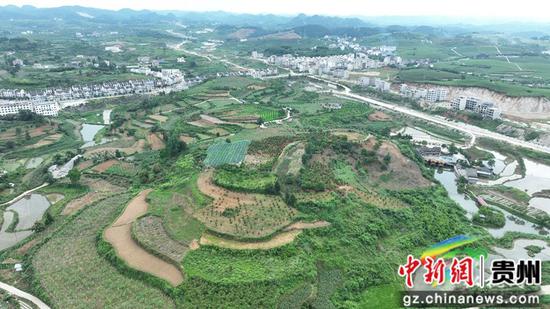 松桃蓝莓成熟满枝头 松桃蓝莓成熟满枝头