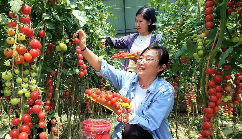 新疆察布查尔县：樱桃小番茄飘香引客来