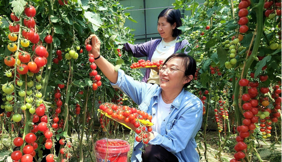 察布查尔县：樱桃小西红柿飘香引客来