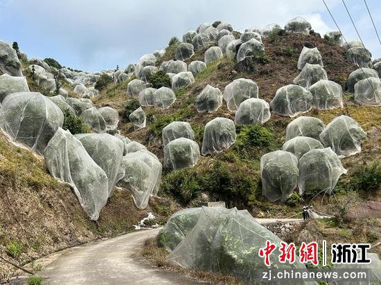 日前，黄岩区平田乡的“万米罗幔杨梅长廊”一角。何赛 供图