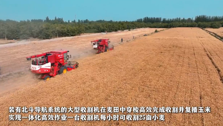 洛浦县26.97万亩小麦收割忙 科技助力颗粒归仓 丰收在望