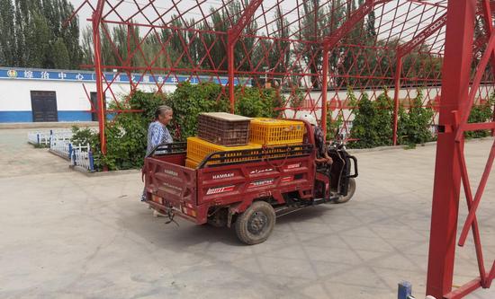 村民领取鸡苗回家。 村民领取鸡苗回家。