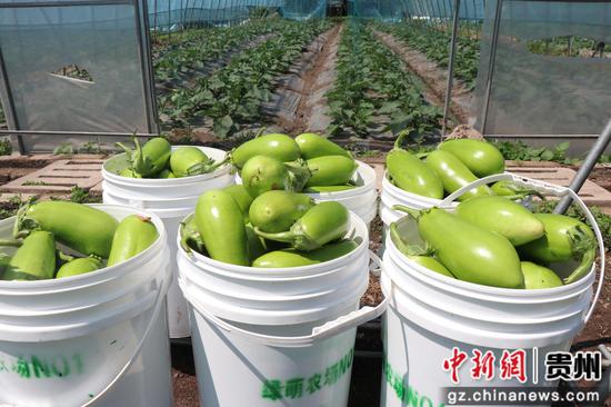 水果茄子丰收 王月 摄