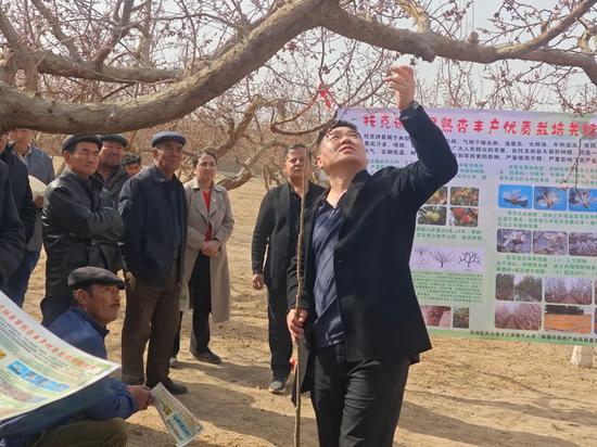2025年3月16日,新疆农业大学马瑛教授团队在夏镇南湖村开展早熟杏丰产优质栽培关键技术培训。